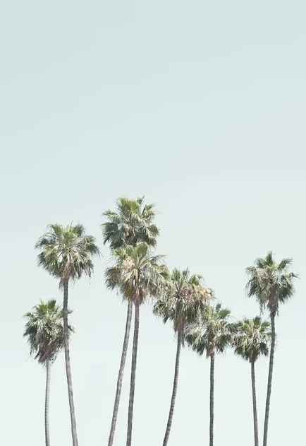 Blue Palm Trees