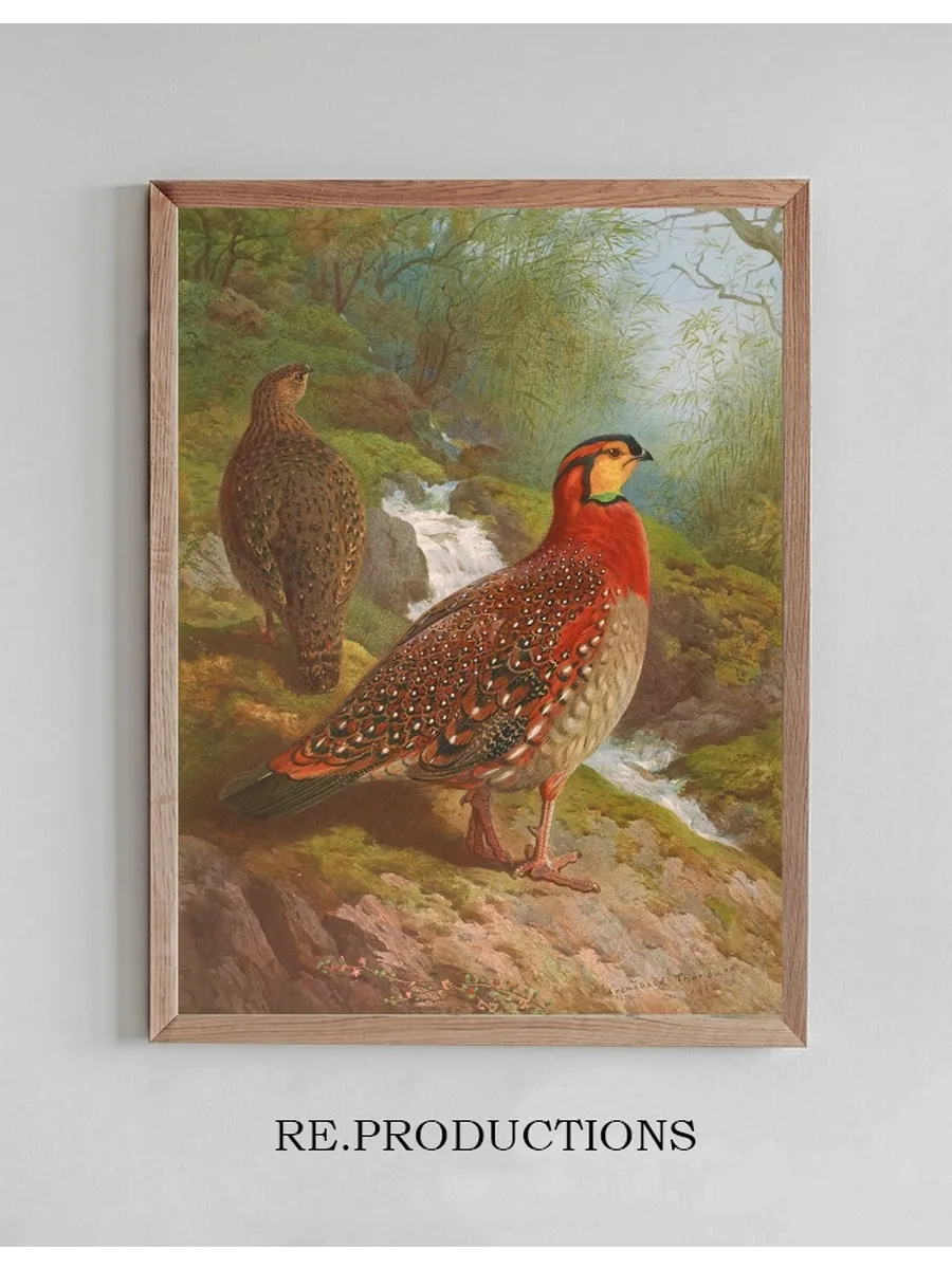 Blyth's Tragopan
