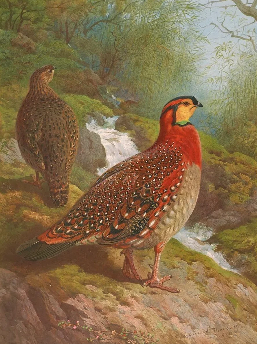 Blyth's Tragopan