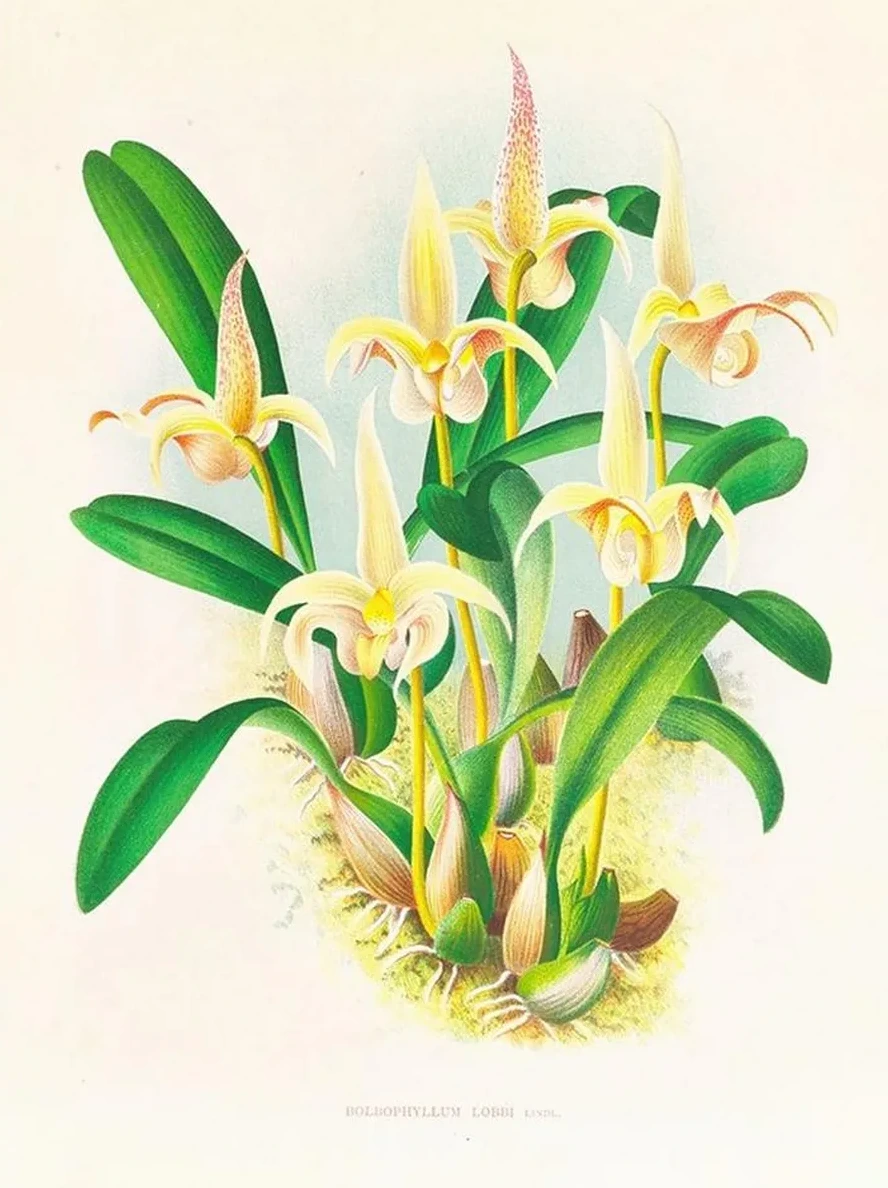 Bolbophyllum Lobbi