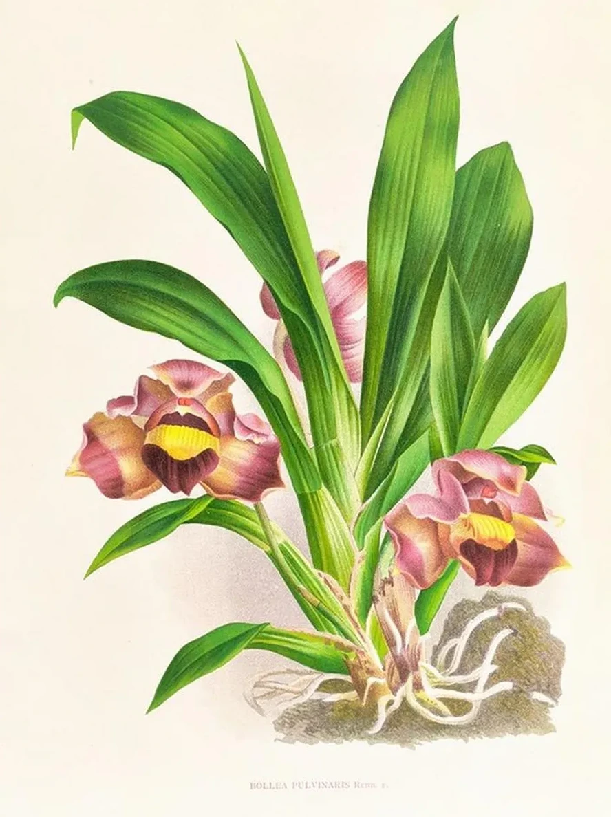 Bollea Pulvinaris