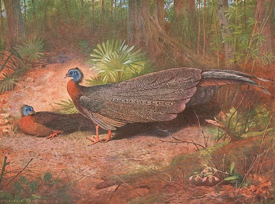 Bornean Argus Pheasant