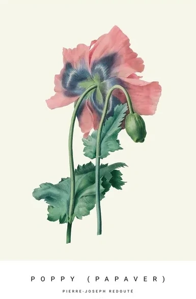 Botanic VIII
