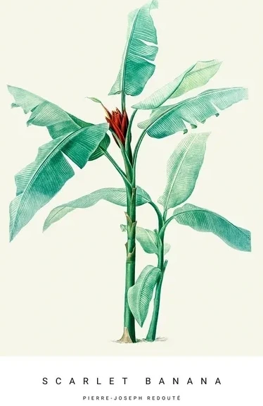 Botanic VI