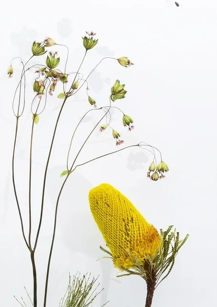 Botanical Remix