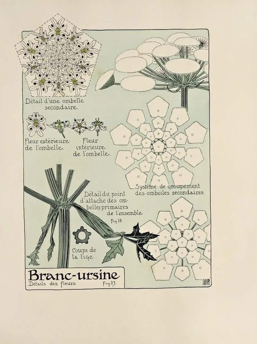 Branc - Ursine