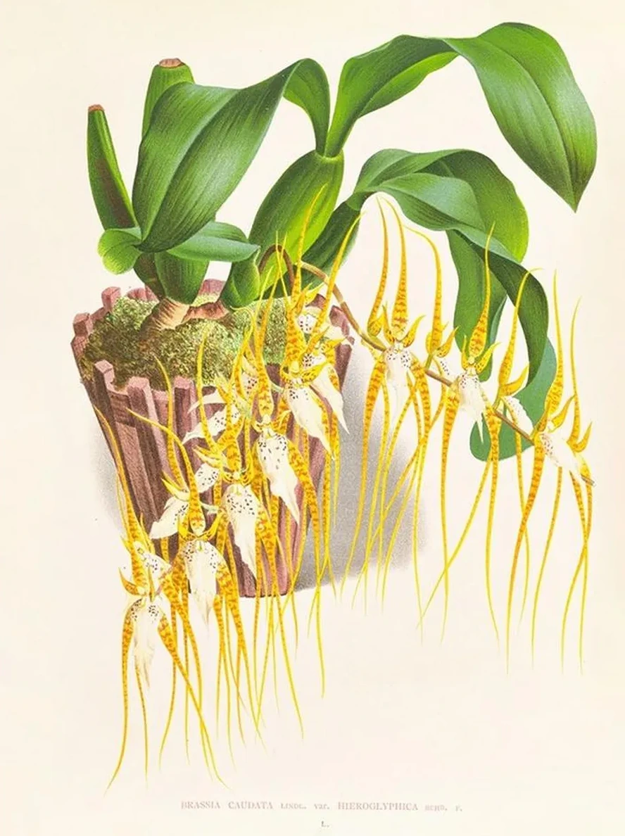 Brassia Caudata