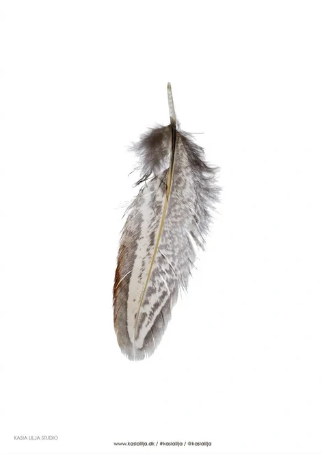 Brown Feather