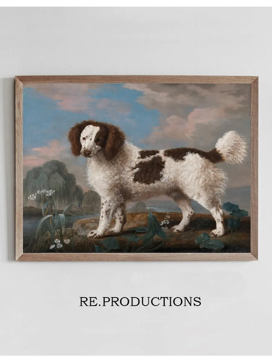 Brown and White Norfolk or Water Spaniel