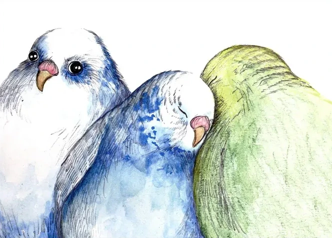 Budgies