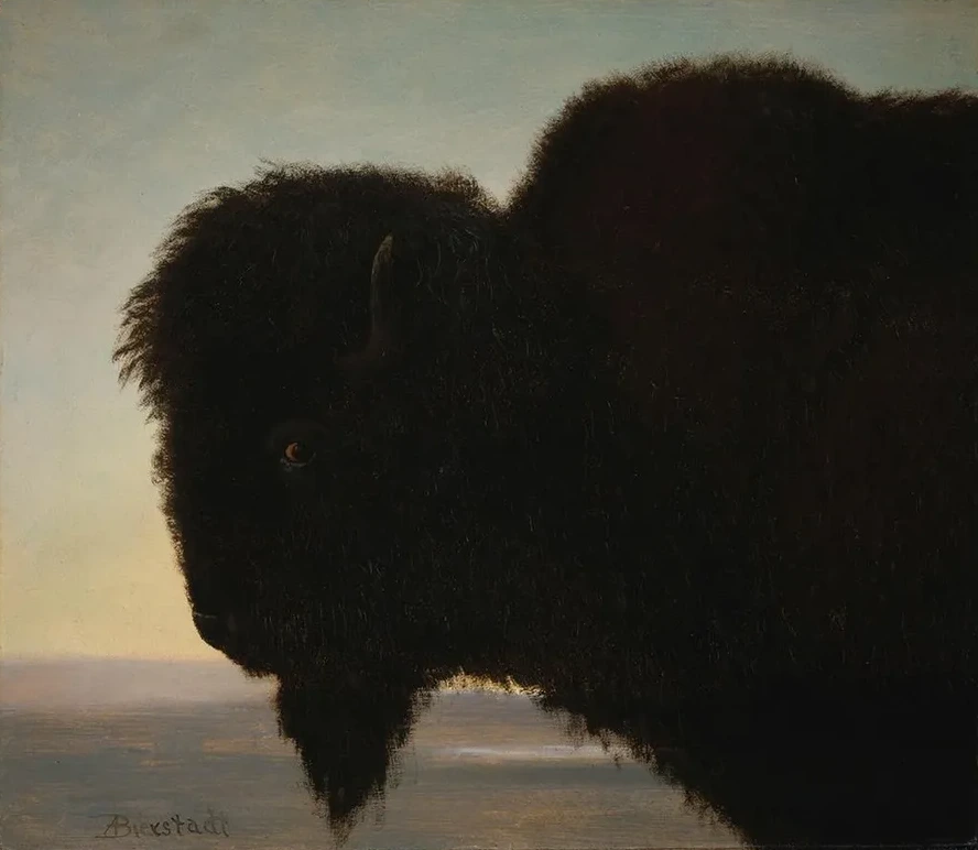 Buffalo Head