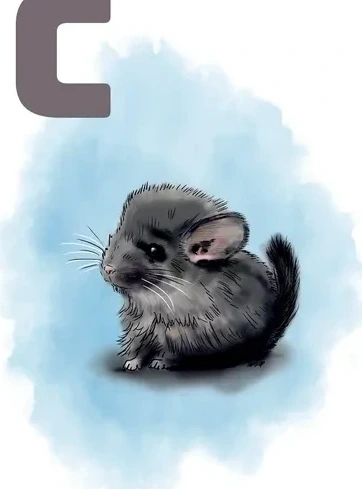 C Blue Chinchilla