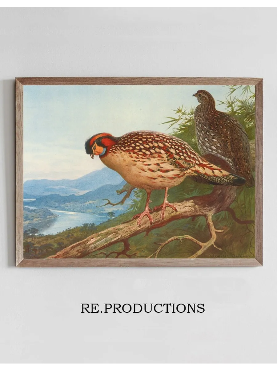 Cabot's Tragopan