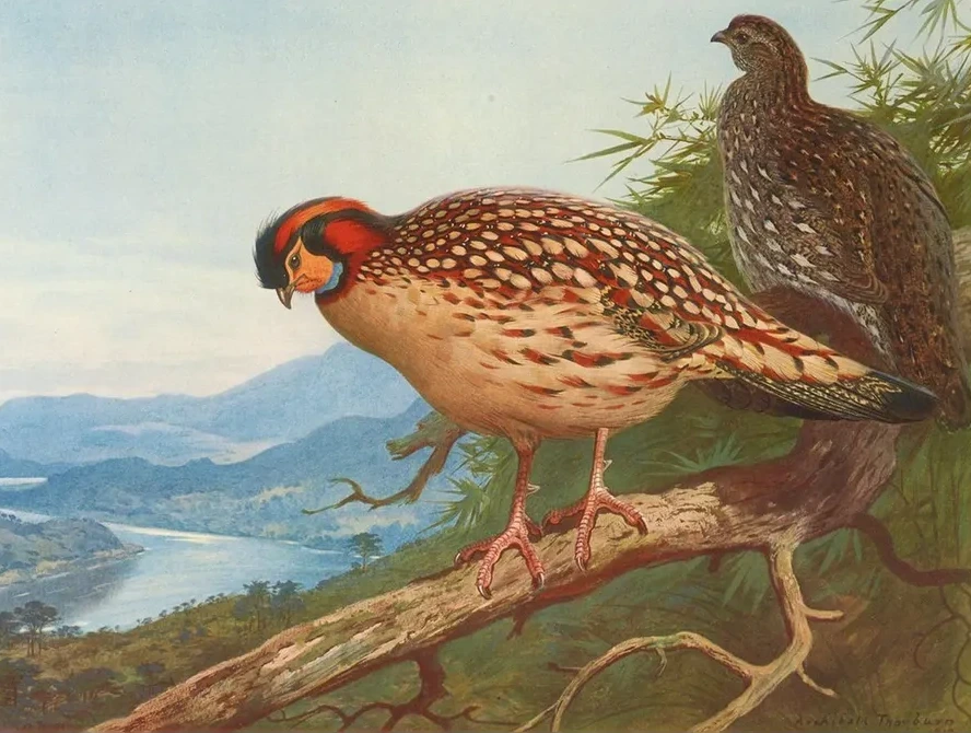 Cabot's Tragopan
