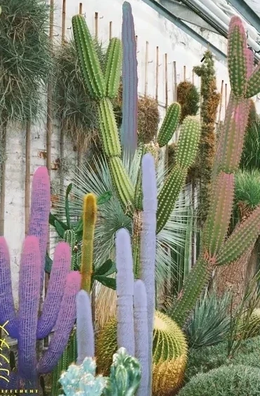 Cactus