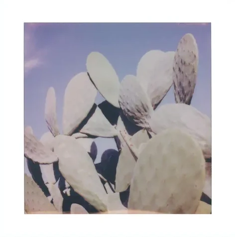 Cactus