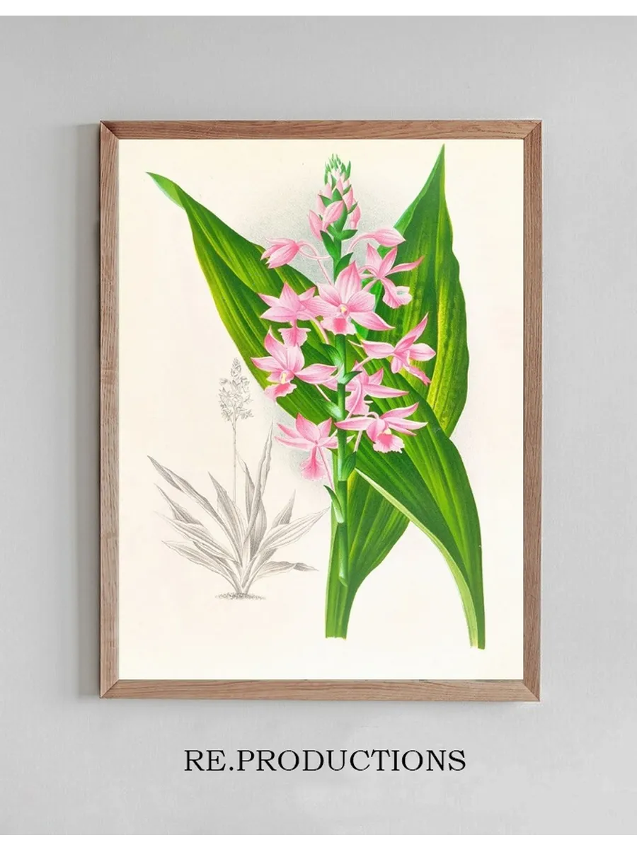 Calanthe Masuca