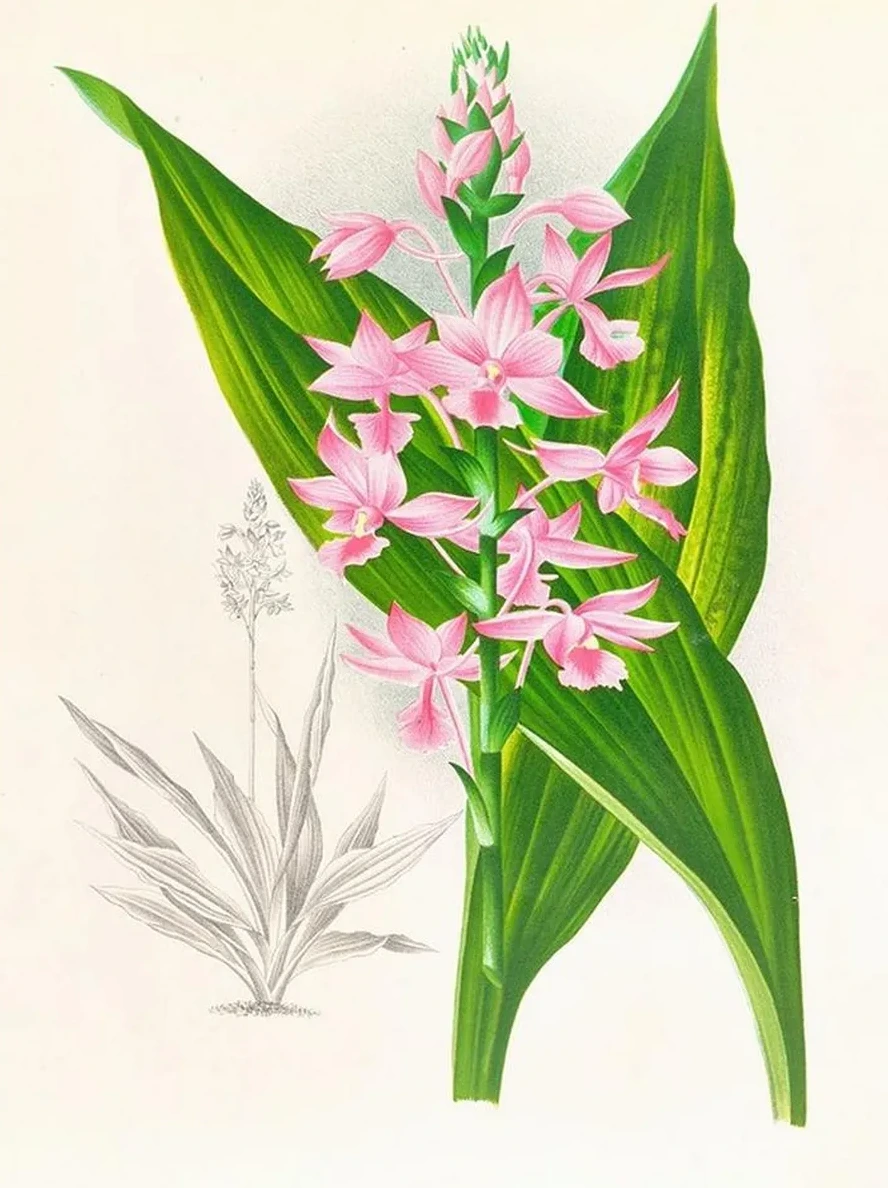 Calanthe Masuca