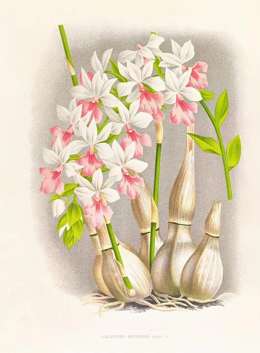 Calanthe Regnieri