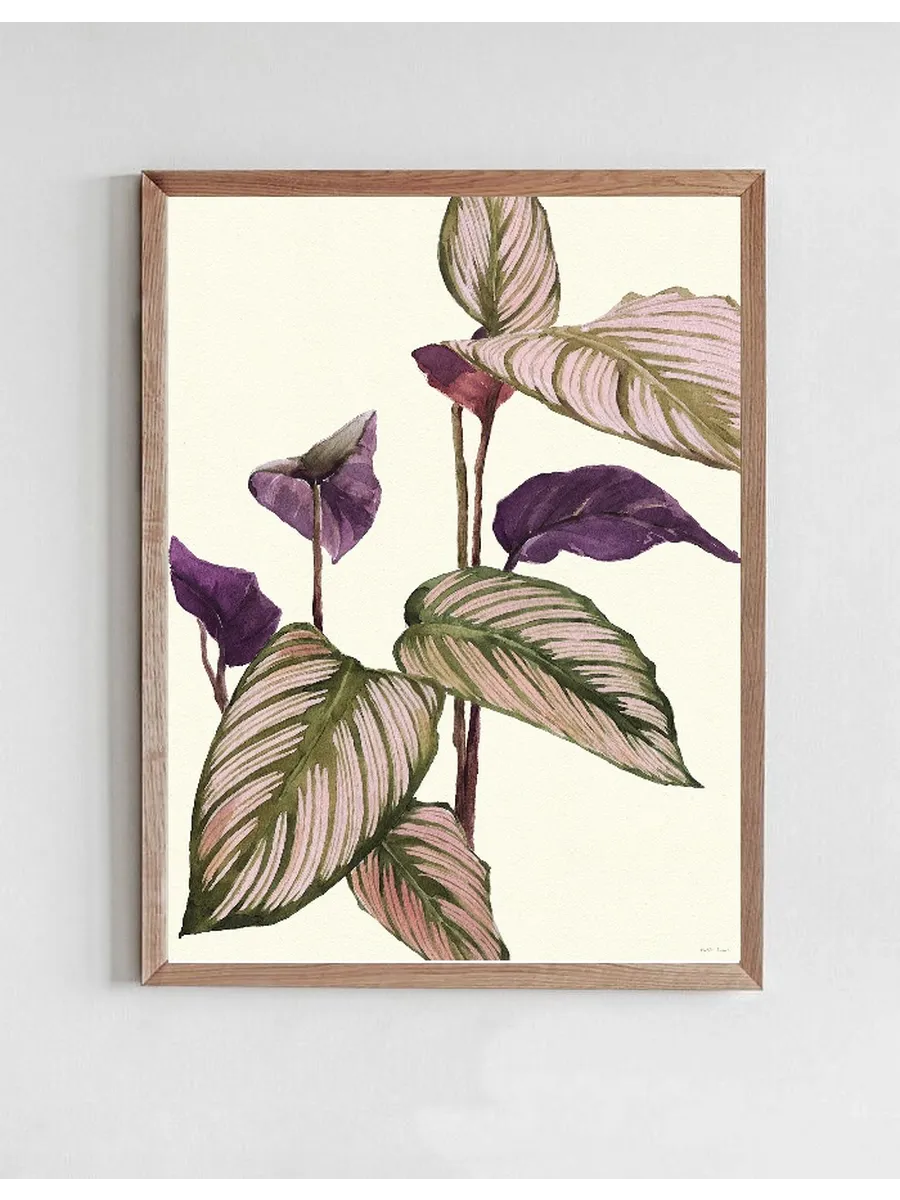 Calathea