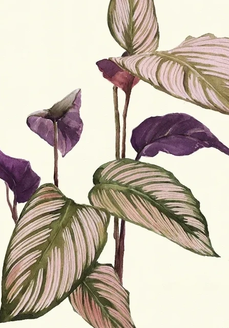 Calathea