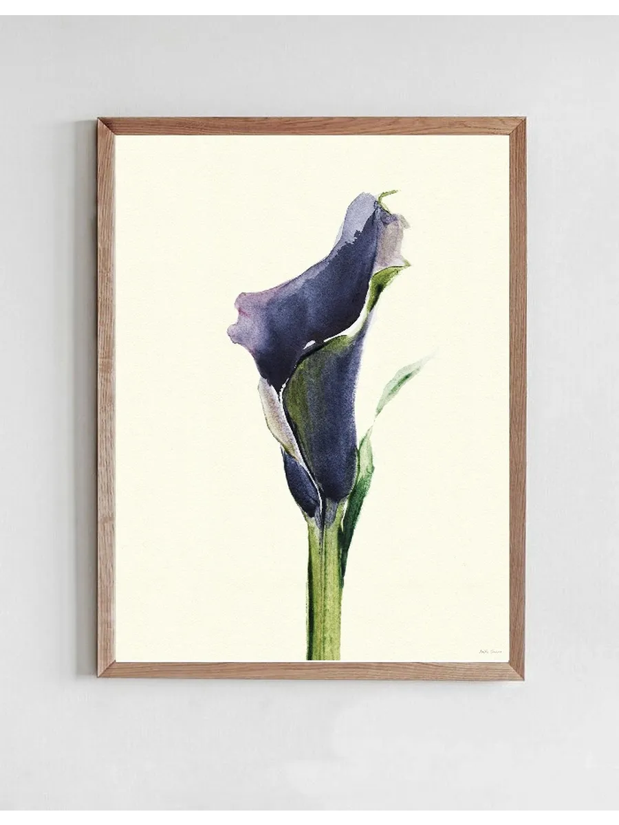 Calla Nero 1