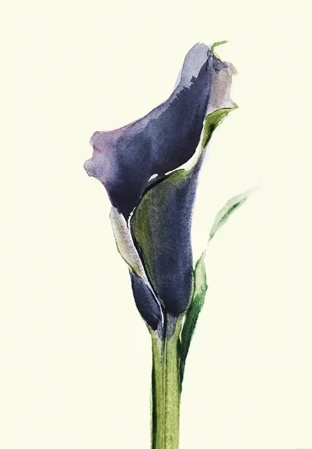 Calla Nero 1