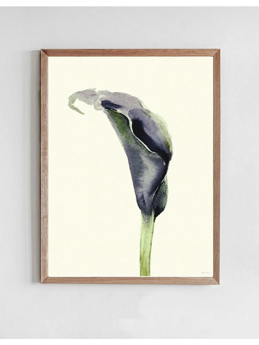 Calla Nero 2