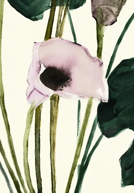 Calla