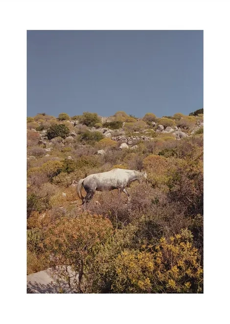 Camouflage
