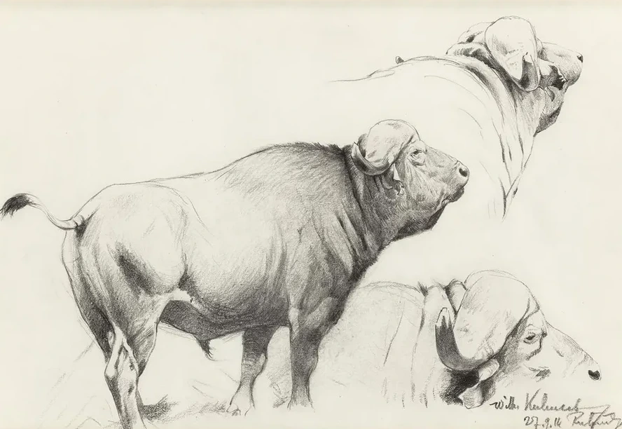 Cape Buffalo