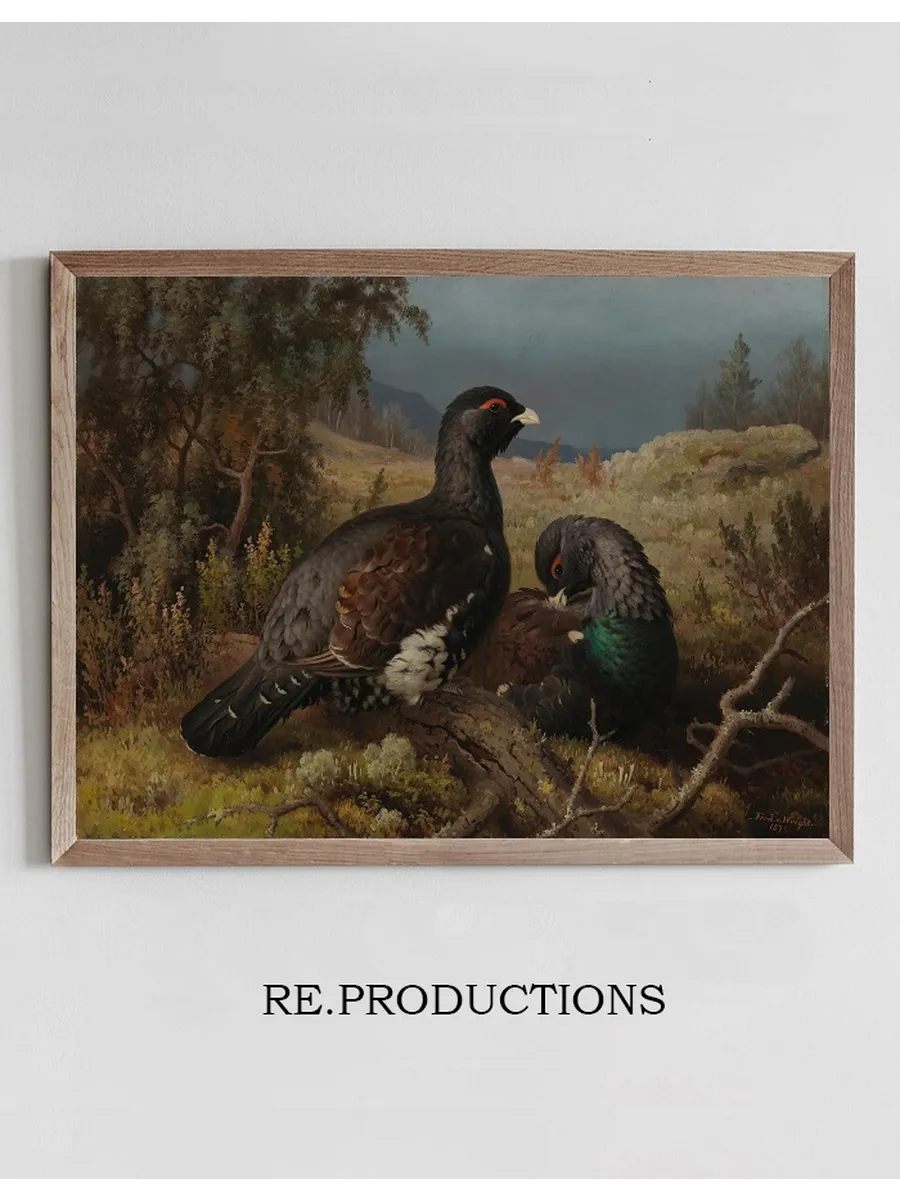 Capercaillie Cocks