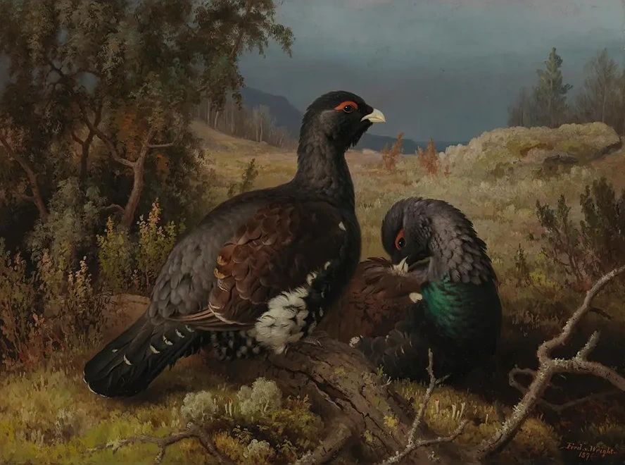 Capercaillie Cocks