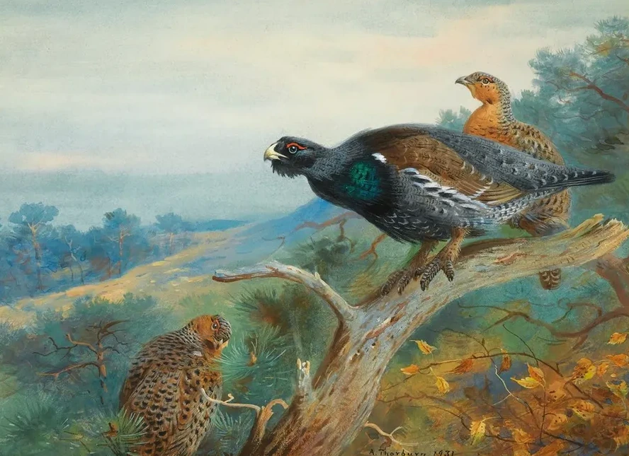 Capercaillie