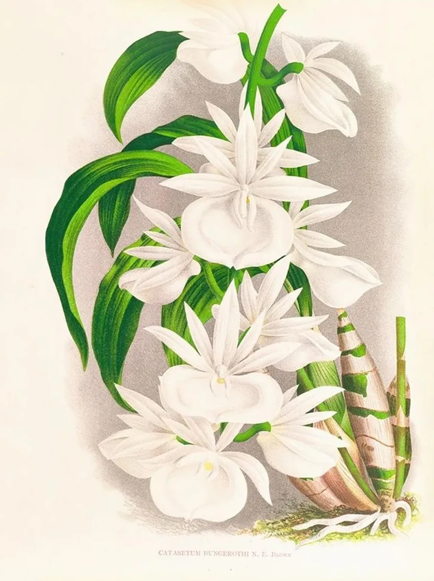 Catasetum Bungerothi