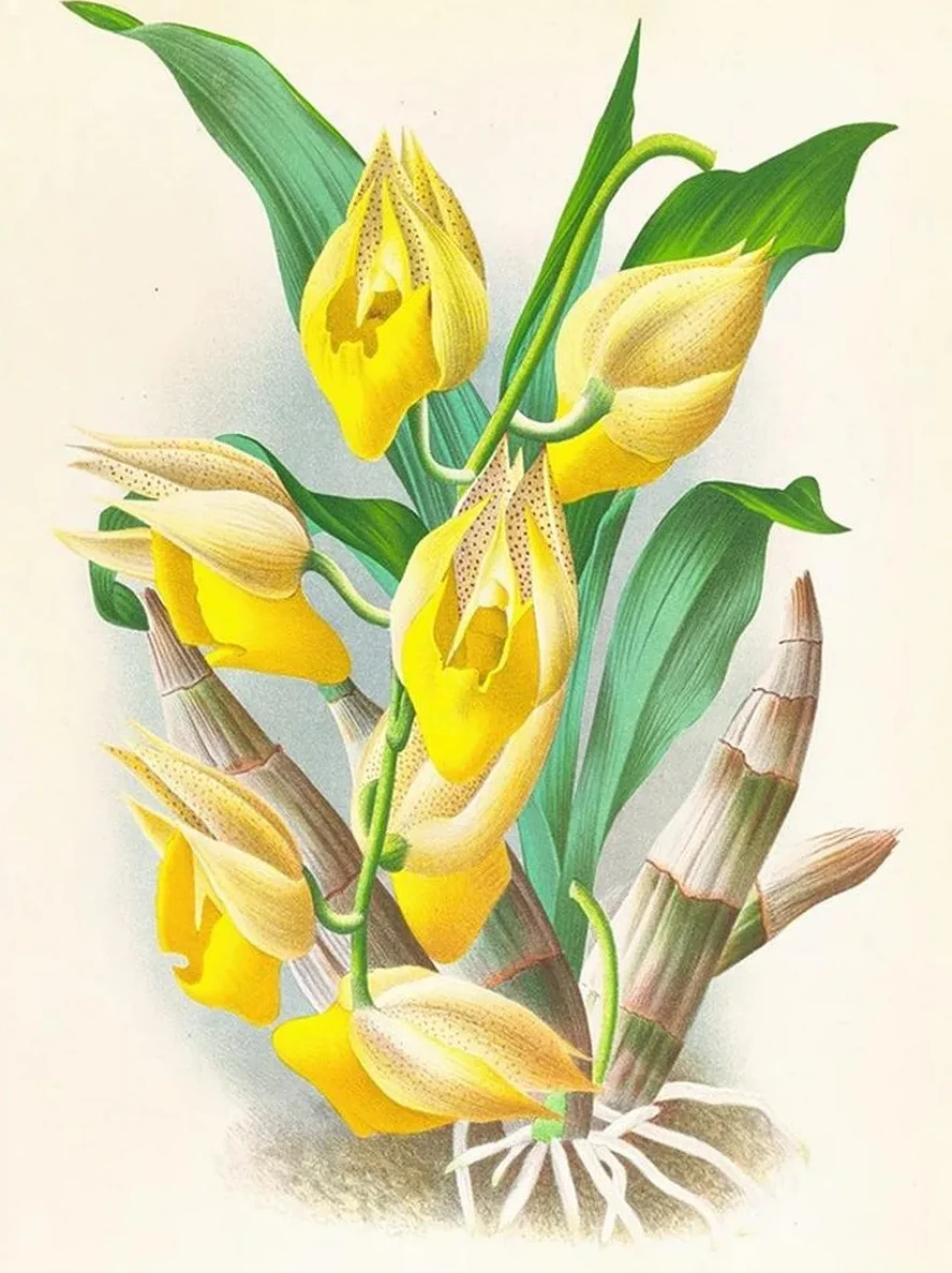 Catasetum Macrocarpum