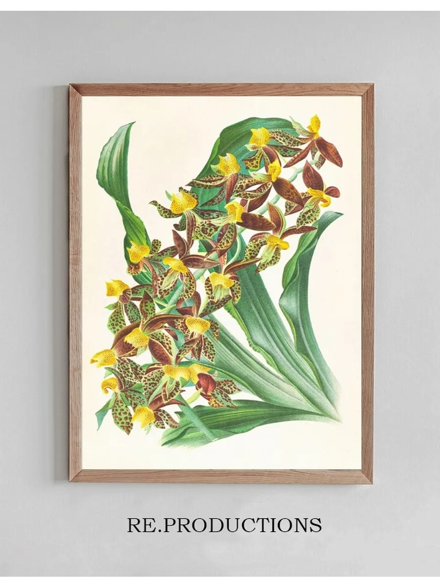 Catasetum Rodigasianum