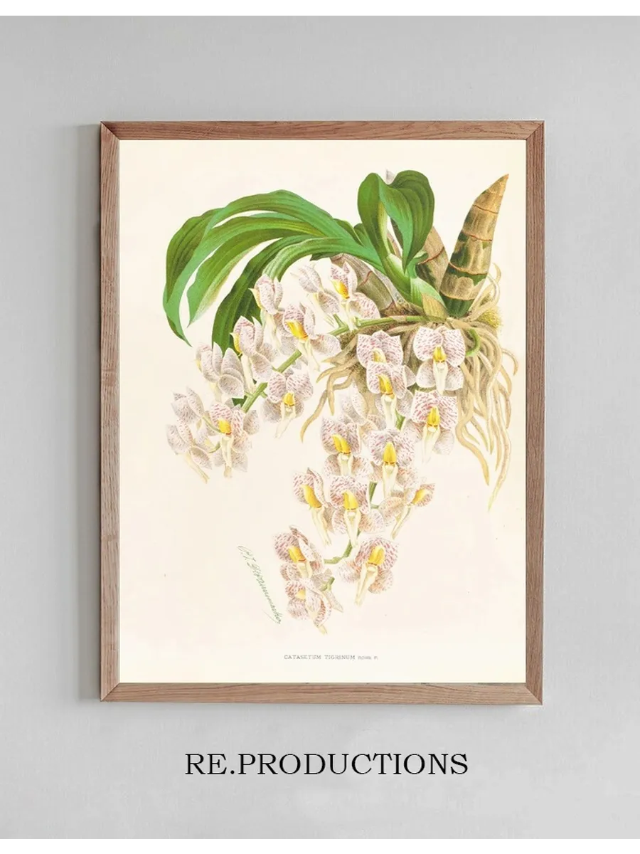 Catasetum Tigrinum