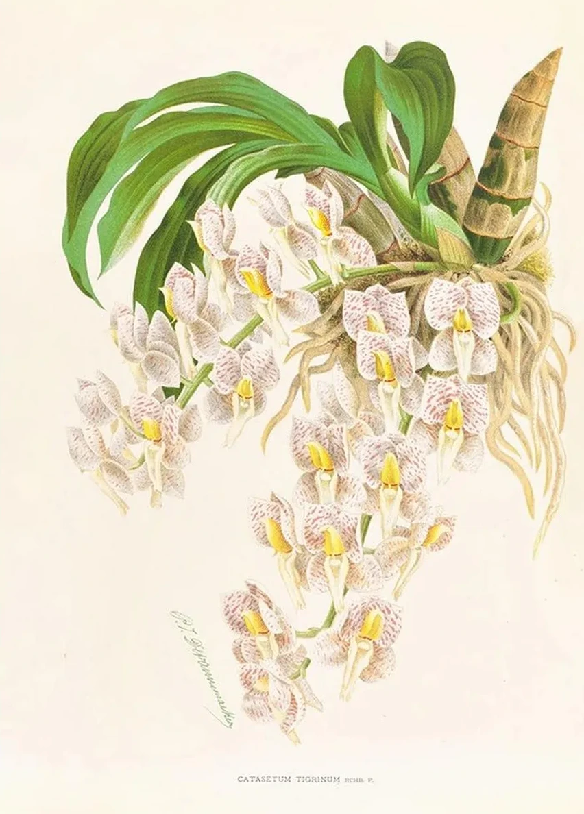 Catasetum Tigrinum