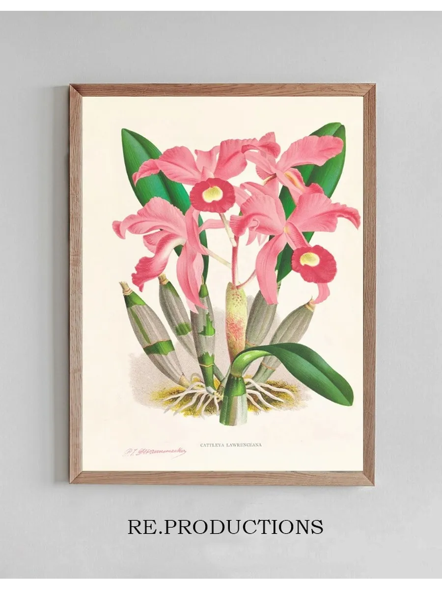 Cattleya Lawrenceana