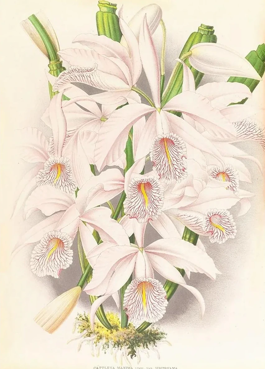 Cattleya Maxima