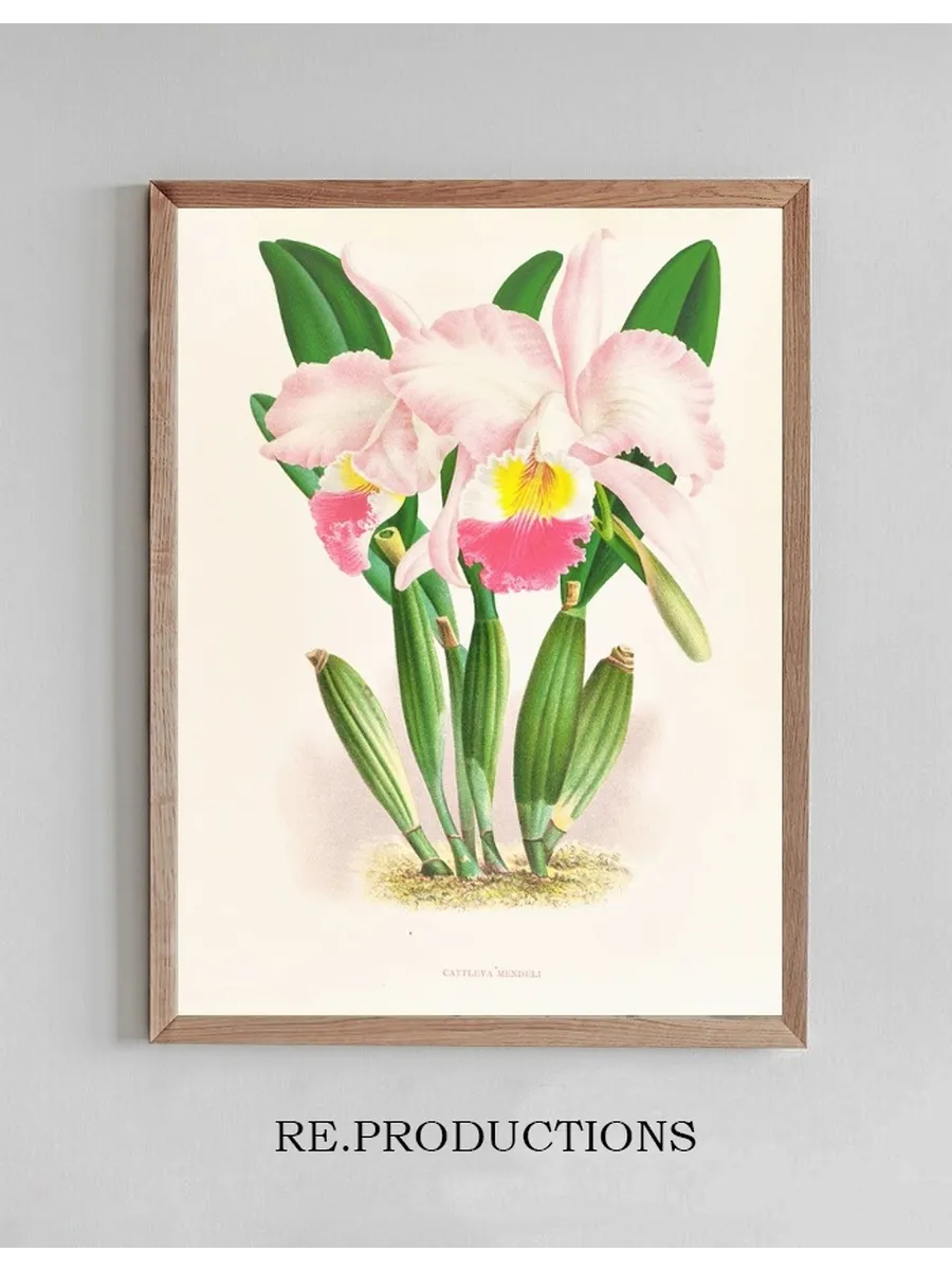 Cattleya Mendeli