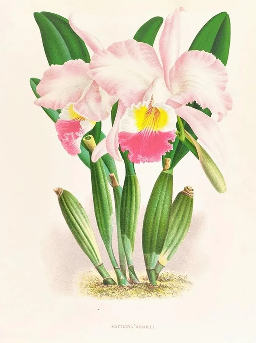 Cattleya Mendeli