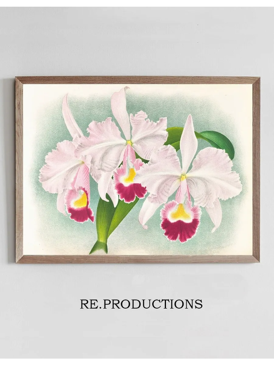 Cattleya Trianae var Martin - Cahuzac