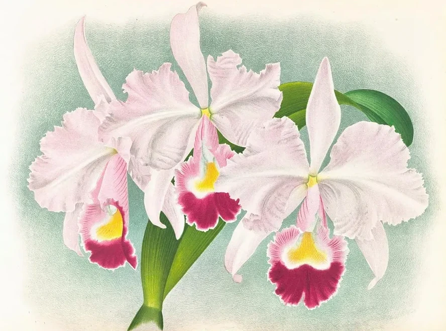 Cattleya Trianae var Martin - Cahuzac