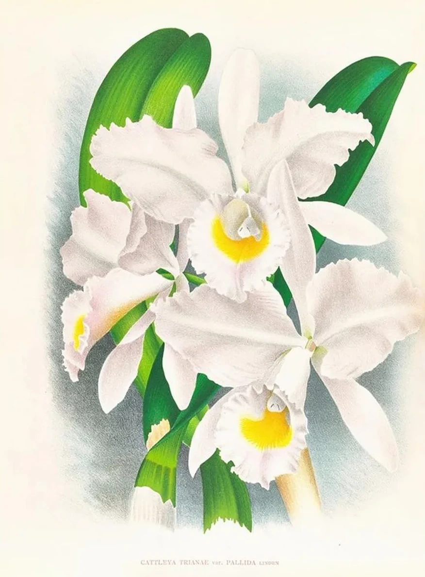 Cattleya Trianae Var Pallida
