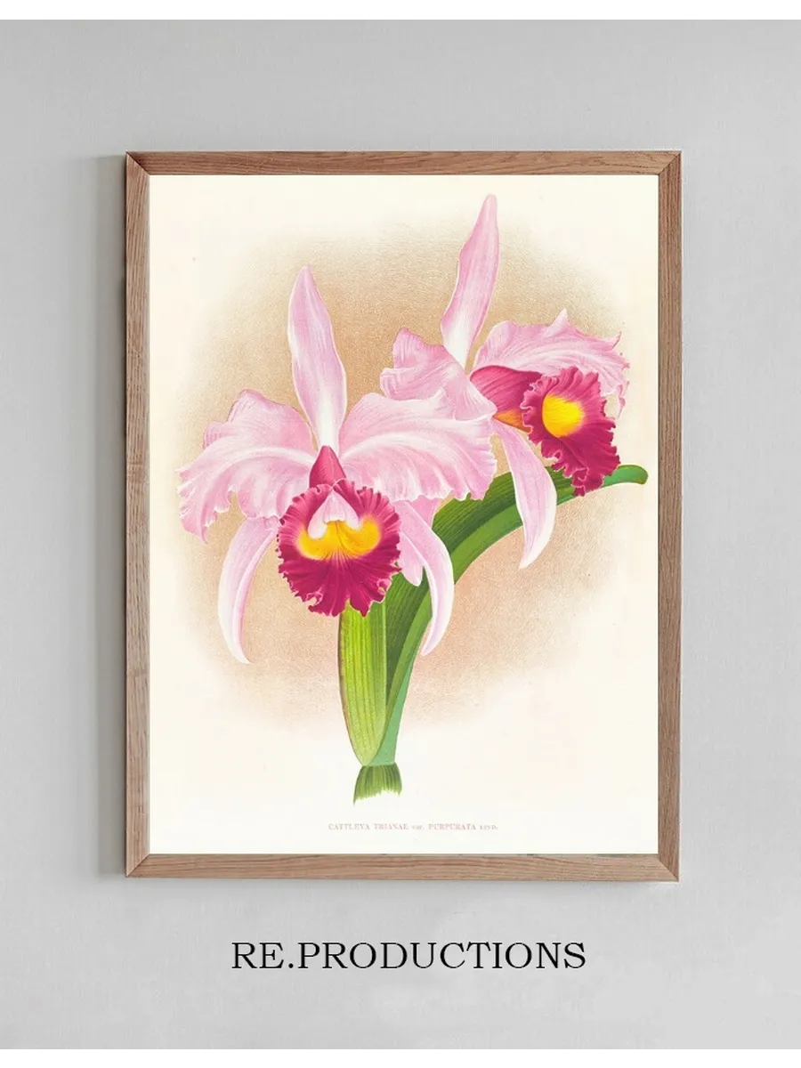 Cattleya Trianae Var Purpurata