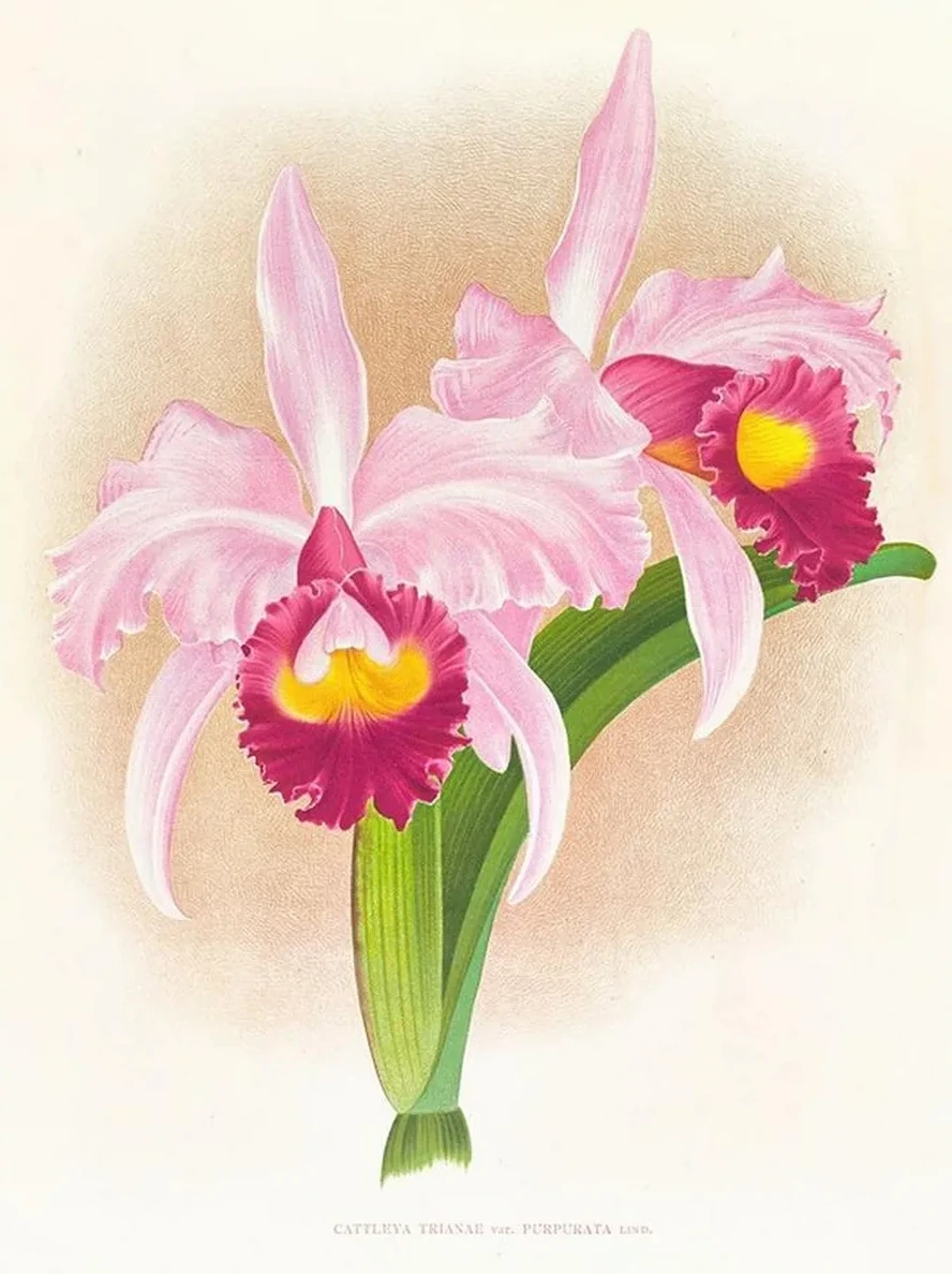 Cattleya Trianae Var Purpurata