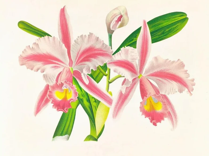 Cattleya Trianae Var Striata