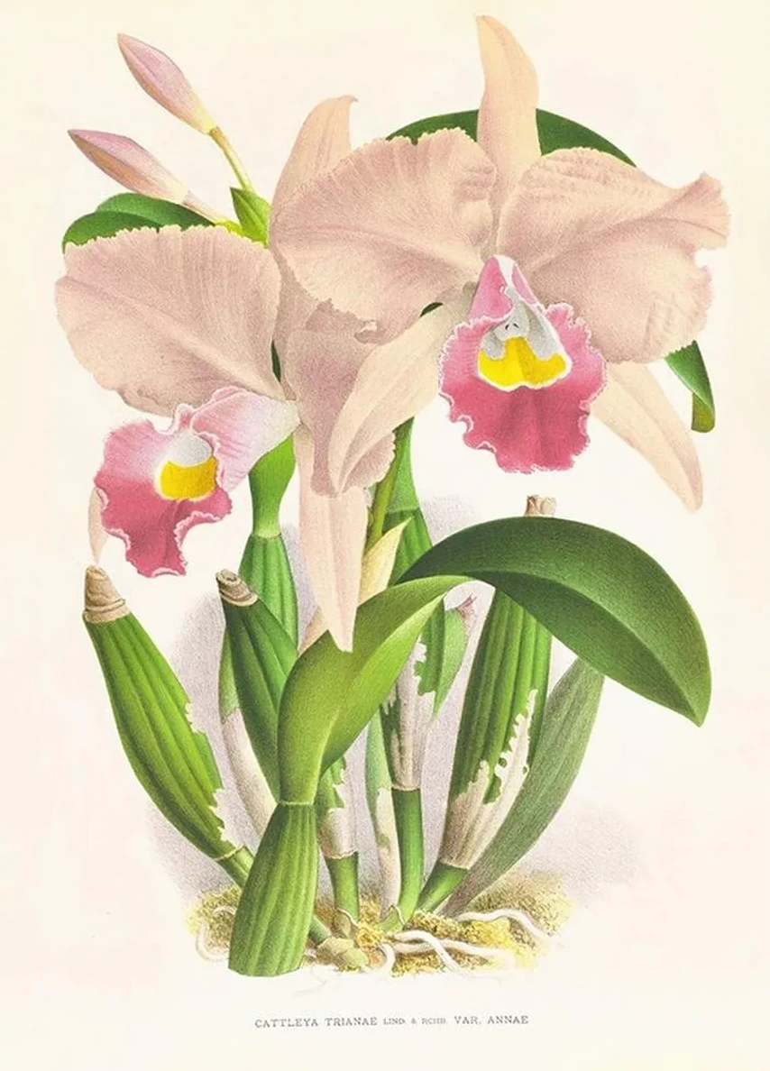 Cattleya Trianae